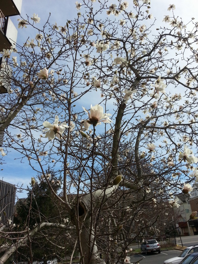 An early Cherry Blossom in Alexandria Photo: Views and News 
