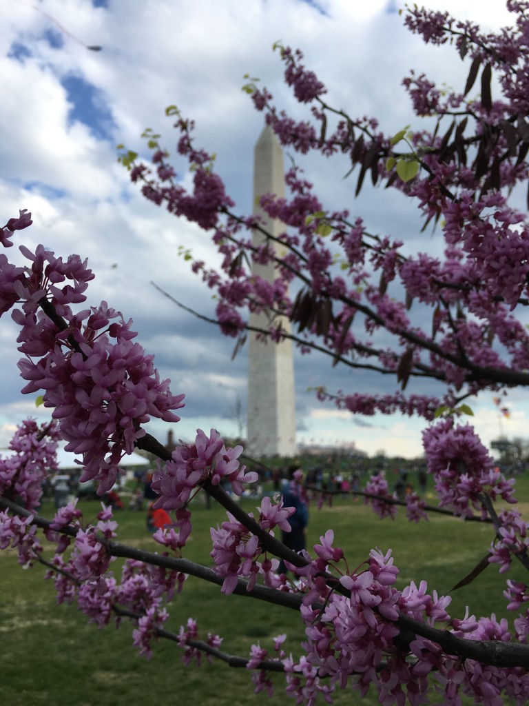 Photographer Aziz Ahmed captured a beautiful view of Cherry Blossom with Washington Monument in the backdrop 