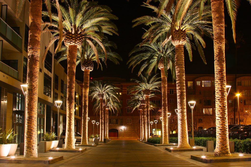 By Michael from San Jose, California, USA (Palm Row) [CC BY 2.0 (http://creativecommons.org/licenses/by/2.0)], via Wikimedia Commons