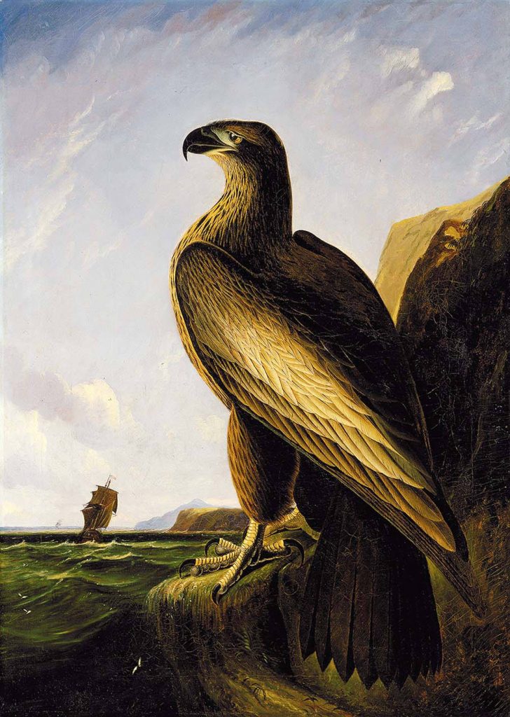 By John James Audubon - The AMICA Library, Public Domain, https://commons.wikimedia.org/w/index.php?curid=19184008