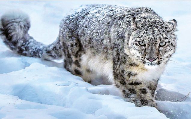 2020 Survival Of The Snow Leopard